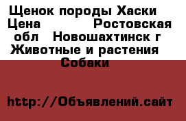 Щенок породы Хаски. › Цена ­ 5 000 - Ростовская обл., Новошахтинск г. Животные и растения » Собаки   